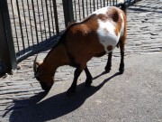 Jardin des Plants_DSCN0278